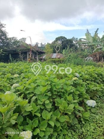 Lahan Dijual Lokasi Strategis di Buleleng dengan Luas 1545m2 Lahan Dijual Lokasi Strategis di Buleleng dengan Luas 1545m2