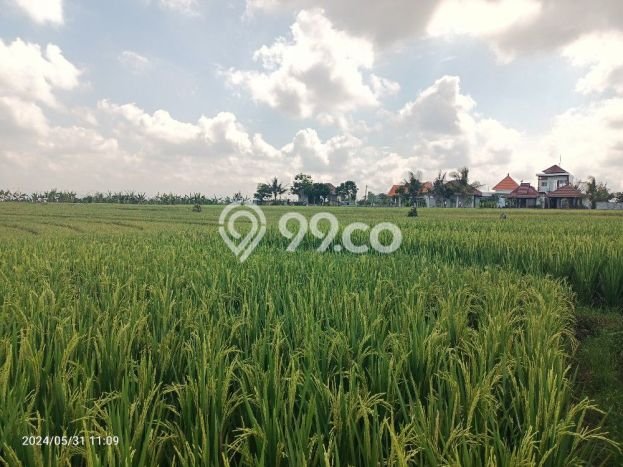 Tanah Dijual Area Strategis di Tibubiyu Tabanan 1340m2 Tanah Dijual Area Strategis di Tibubiyu Tabanan 1340m2