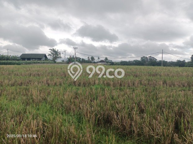 Tanah Dijual Area Strategis di Klecung Tabanan 2000m2 Tanah Dijual Area Strategis di Klecung Tabanan 2000m2