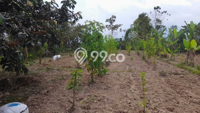 Dijual Tanah di Baturiti Tabanan Luas 2780m2 SHM Dijual Tanah di Baturiti Tabanan Luas 2780m2 SHM