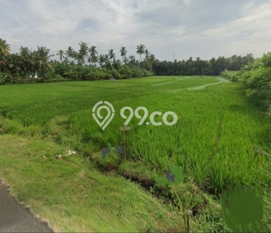 Untuk Dijual Tanah 4805m2 di Pangyangan, Jembrana Untuk Dijual Tanah 4805m2 di Pangyangan, Jembrana