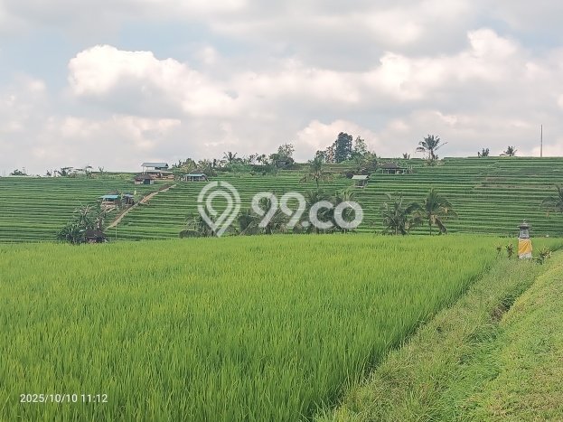 Tanah Investasi Dijual di Tabanan Punya Luas 4563m2 Tanah Investasi Dijual di Tabanan Punya Luas 4563m2