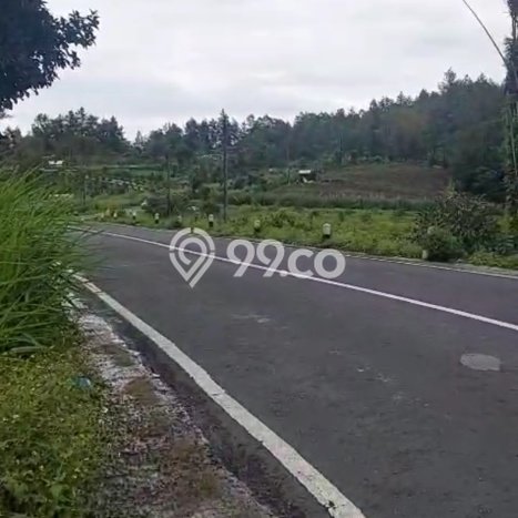 Tanah Dijual Lokasi Kintamani, Bangli Luas 5790m2 Legalitas Aman Tanah Dijual Lokasi Kintamani, Bangli Luas 5790m2 Legalitas Aman