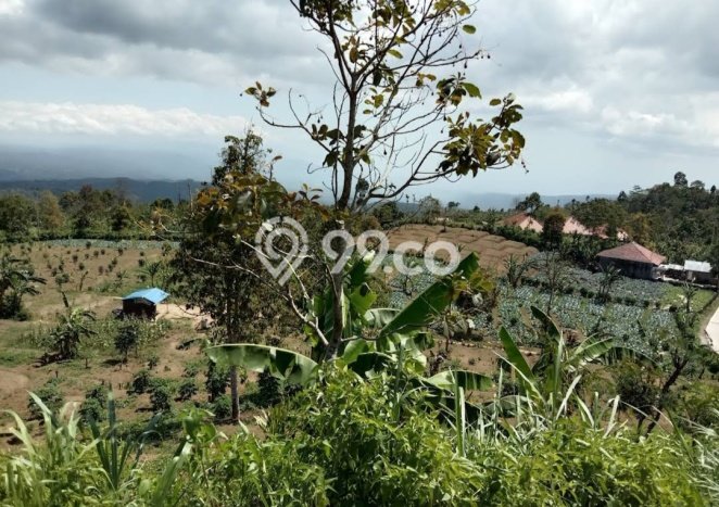 Dijual Tanah Lokasi Gesing, Buleleng Seluas 5225m2 Dijual Tanah Lokasi Gesing, Buleleng Seluas 5225m2