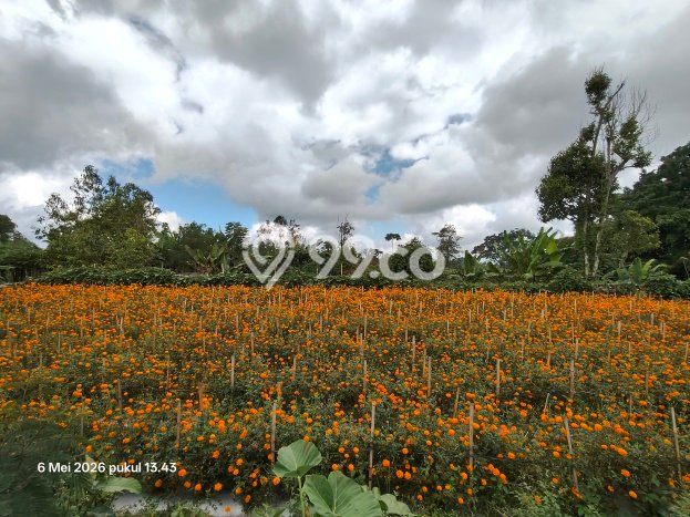 Tanah Dijual Lokasi Kintamani, Bangli Luas 7290m2 Legalitas Aman Tanah Dijual Lokasi Kintamani, Bangli Luas 7290m2 Legalitas Aman