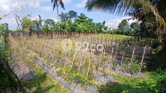 Dijual Tanah di Baturiti Tabanan Luas 2780m2 SHM Dijual Tanah di Baturiti Tabanan Luas 2780m2 SHM