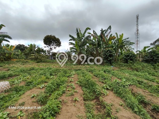 Tanah Dijual Lokasi Kintamani, Bangli Luas 7290m2 Legalitas Aman Tanah Dijual Lokasi Kintamani, Bangli Luas 7290m2 Legalitas Aman