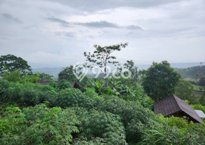 Dijual Tanah Lokasi Gesing, Buleleng Seluas 5225m2 Dijual Tanah Lokasi Gesing, Buleleng Seluas 5225m2