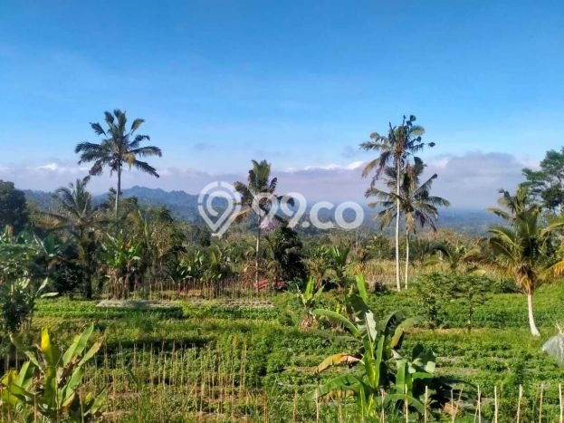 Dijual Tanah di Baturiti Tabanan Luas 2780m2 SHM Dijual Tanah di Baturiti Tabanan Luas 2780m2 SHM