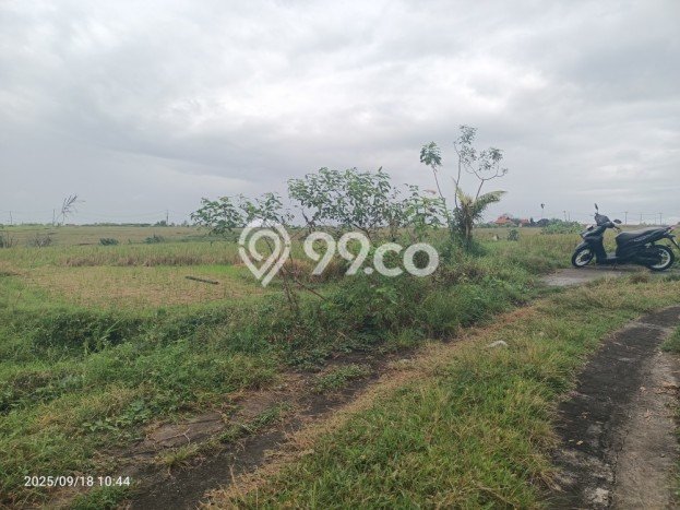 Tanah Dijual Area Strategis di Klecung Tabanan 2000m2 Tanah Dijual Area Strategis di Klecung Tabanan 2000m2