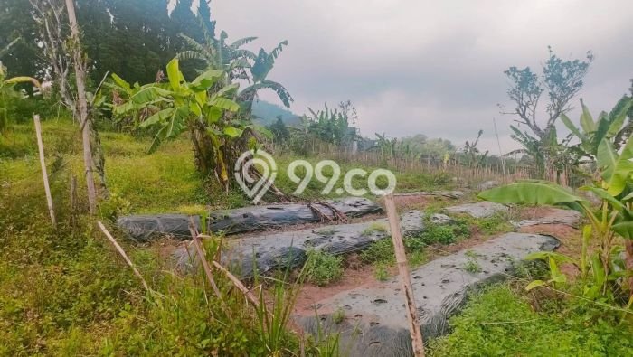 Tanah Komersial Dijual di Buleleng Buleleng 8750m2 Tanah Komersial Dijual di Buleleng Buleleng 8750m2