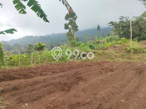 Tanah Komersial Dijual di Buleleng Buleleng 8750m2 Tanah Komersial Dijual di Buleleng Buleleng 8750m2
