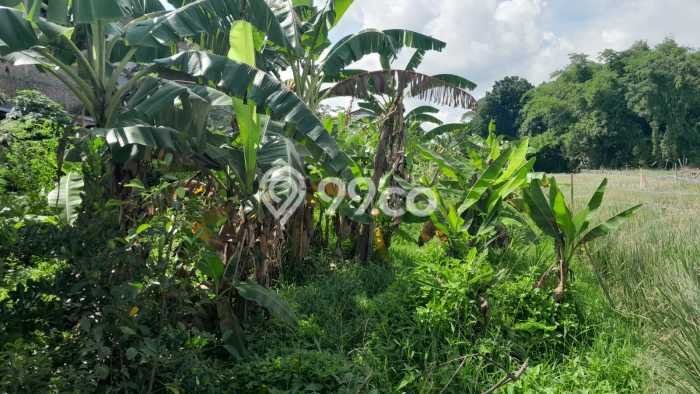 Tanah Kosong Dijual di Klaten dengan Area 1465m2 Tanah Kosong Dijual di Klaten dengan Area 1465m2