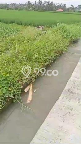 Tanah Dijual Lokasi Mengwi, Badung Luas 8060m2 Legalitas Aman Tanah Dijual Lokasi Mengwi, Badung Luas 8060m2 Legalitas Aman