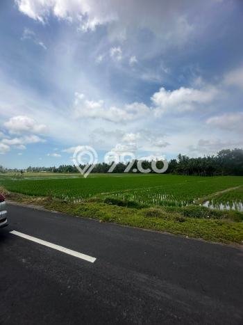 Tanah Dijual Lokasi Kediri Tabanan SHM Tanah Dijual Lokasi Kediri Tabanan SHM