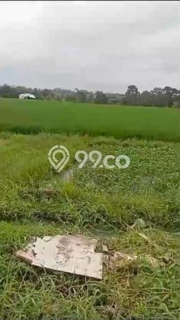 Tanah Dijual Lokasi Mengwi, Badung Luas 8060m2 Legalitas Aman Tanah Dijual Lokasi Mengwi, Badung Luas 8060m2 Legalitas Aman