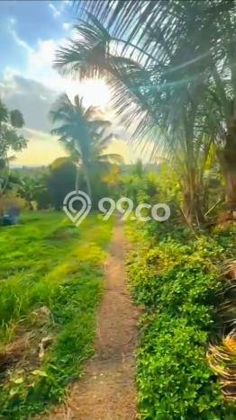 Dijual Tanah di Selemadeg Tabanan Luas 5500m2 SHM Dijual Tanah di Selemadeg Tabanan Luas 5500m2 SHM