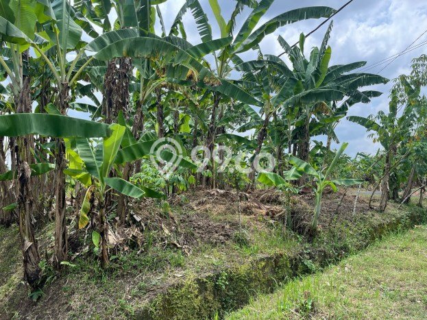 Tanah Dijual Lokasi Kediri, Tabanan Luas 150m2 Legalitas Aman Tanah Dijual Lokasi Kediri, Tabanan Luas 150m2 Legalitas Aman