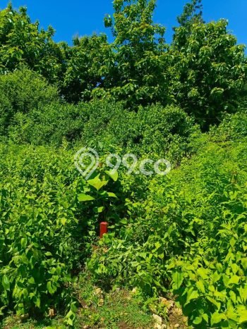 Kavling Tanah Dijual di Kuta Selatan Badung Spesifikasi 350m2 Kavling Tanah Dijual di Kuta Selatan Badung Spesifikasi 350m2