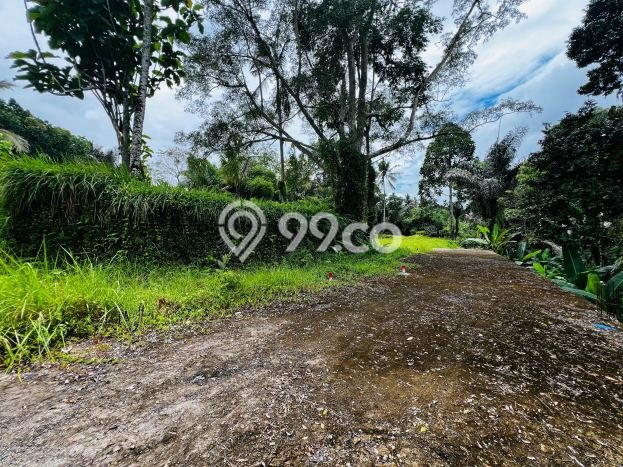 Jarang Ada! Tanah di Ubud Punya Luas 1000m2 SHM Jarang Ada! Tanah di Ubud Punya Luas 1000m2 SHM