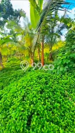 Dijual Tanah di Selemadeg Tabanan Luas 5500m2 SHM Dijual Tanah di Selemadeg Tabanan Luas 5500m2 SHM