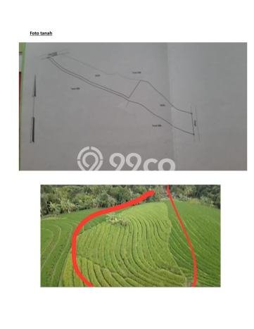 Tanah Dijual Lokasi Selemadeg Tabanan SHM Tanah Dijual Lokasi Selemadeg Tabanan SHM