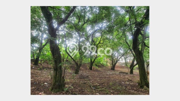Kavling Tanah untuk Dijual di Rangkapanjaya, Depok, Luas 2600m2 Kavling Tanah untuk Dijual di Rangkapanjaya, Depok, Luas 2600m2