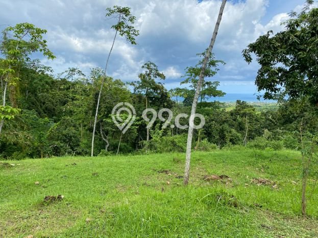 Tanah Siap Bangun Dijual di Buleleng Punya Luas 10000m2 Tanah Siap Bangun Dijual di Buleleng Punya Luas 10000m2