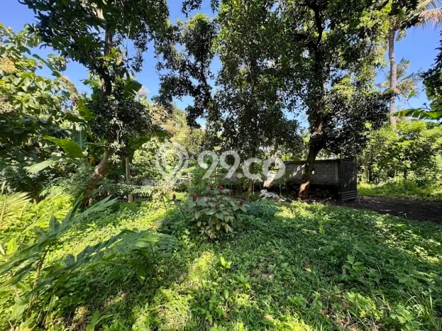 Dijual Tanah 770m2 di Lovina, Buleleng Dijual Tanah 770m2 di Lovina, Buleleng