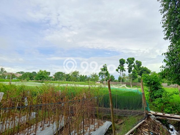 Lahan Strategis di Kalasan Dijual dengan Luas 121m2 Lahan Strategis di Kalasan Dijual dengan Luas 121m2