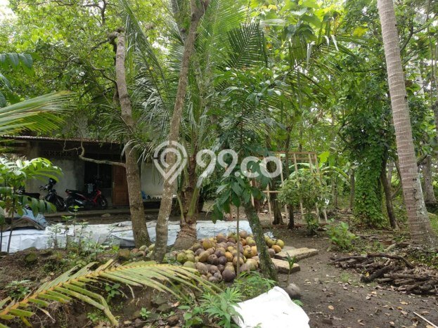 Untuk Dijual Tanah di Wates Kulon Progo Luas 1368m2 SHM Untuk Dijual Tanah di Wates Kulon Progo Luas 1368m2 SHM