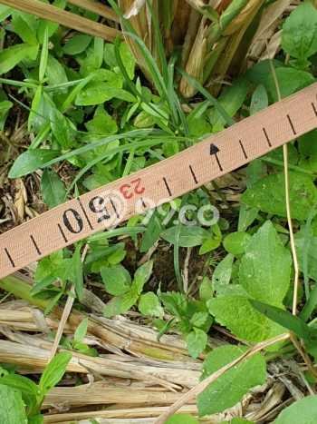 Lahan Strategis di Mlati Dijual dengan Luas 2662m2 Lahan Strategis di Mlati Dijual dengan Luas 2662m2