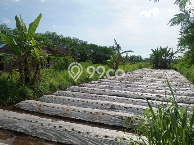 Lahan Kosong Dijual di Sleman dengan Area 2552m2 Lahan Kosong Dijual di Sleman dengan Area 2552m2