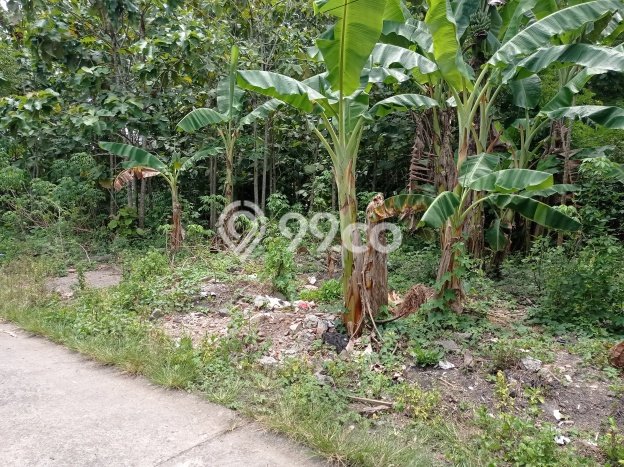 Dijual Tanah di Kasihan Bantul Luas 526m2 SHM Dijual Tanah di Kasihan Bantul Luas 526m2 SHM