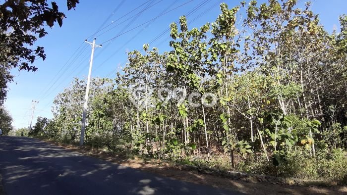 Tanah di Pajangan, Bantul Luas 2782m2 Dijual Segera Tanah di Pajangan, Bantul Luas 2782m2 Dijual Segera