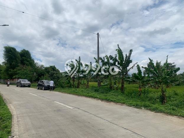 Jarang Ada! Tanah di Rangkasbitung Punya Luas 45000m2 SHM Jarang Ada! Tanah di Rangkasbitung Punya Luas 45000m2 SHM