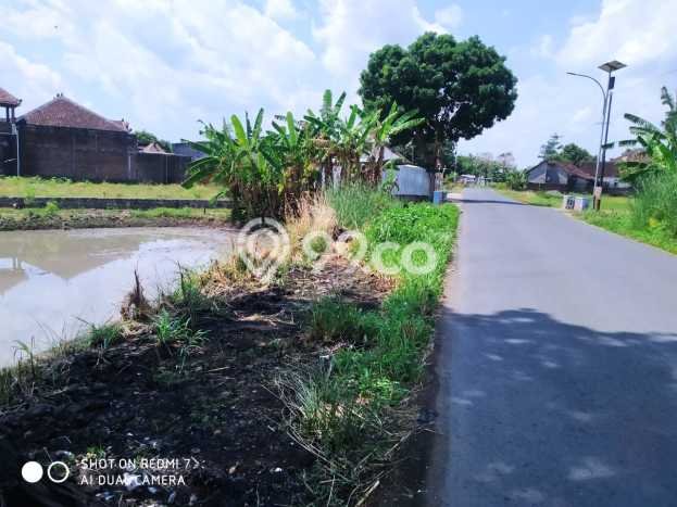 Dijual Tanah di Wonosari Klaten Luas 601m2 SHM Dijual Tanah di Wonosari Klaten Luas 601m2 SHM