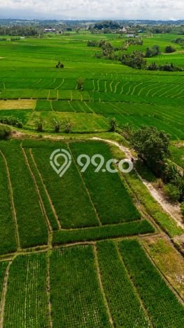 Tanah Kavling Dijual di Tabanan dengan Spesifikasi 4000m2 Tanah Kavling Dijual di Tabanan dengan Spesifikasi 4000m2