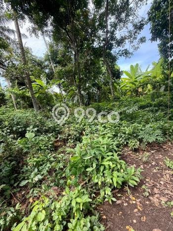 Untuk Dijual Tanah di Ubud Gianyar Luas 1250m2 SHM Untuk Dijual Tanah di Ubud Gianyar Luas 1250m2 SHM