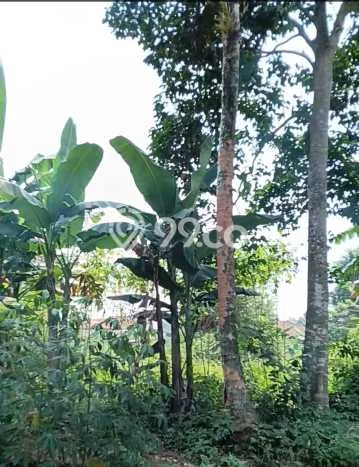 Kavling Tanah di Tigaraksa Dijual Luas 1700m2 Legalitas - Kavling Tanah di Tigaraksa Dijual Luas 1700m2 Legalitas -