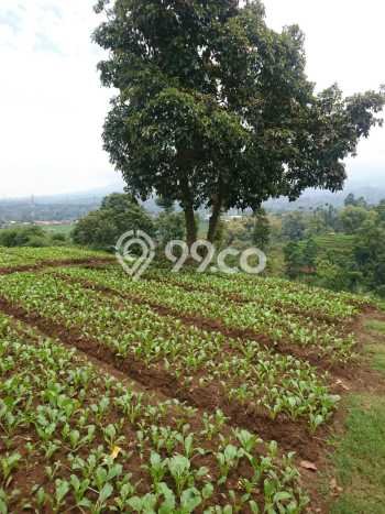 Tanah Komersial Dijual di Pangalengan Bandung 2770m2 Tanah Komersial Dijual di Pangalengan Bandung 2770m2