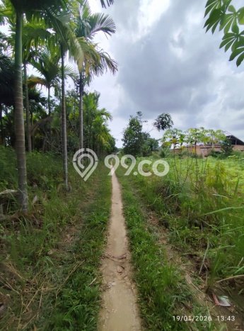 Untuk Dijual Tanah di Pasar Jambi Jambi Luas 140m2 SHM Untuk Dijual Tanah di Pasar Jambi Jambi Luas 140m2 SHM