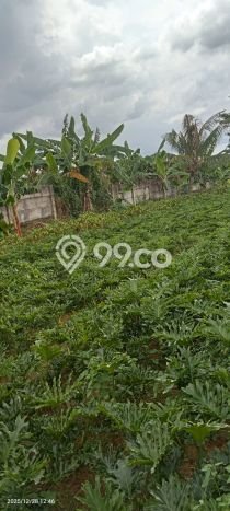 Kavling Tanah untuk Dijual di Tanah Sareal, Bogor, Luas 500m2 Kavling Tanah untuk Dijual di Tanah Sareal, Bogor, Luas 500m2
