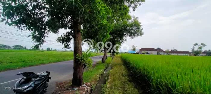 Tanah untuk Dijual Lokasi Blimbingsari, Banyuwangi Luas 8410m2 SHM Tanah untuk Dijual Lokasi Blimbingsari, Banyuwangi Luas 8410m2 SHM