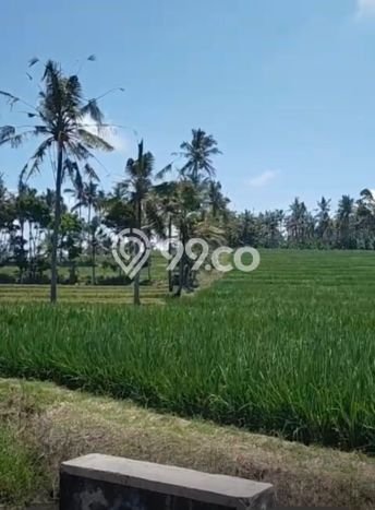 Tanah Komersial Dijual di Licin Banyuwangi 230000m2 Tanah Komersial Dijual di Licin Banyuwangi 230000m2