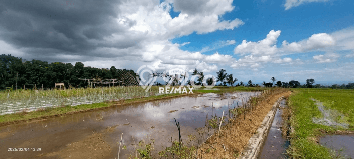 Tanah Komersial Dijual di Licin Banyuwangi 3690m2 Tanah Komersial Dijual di Licin Banyuwangi 3690m2