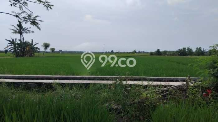 Tanah Kavling untuk Dijual di Blimbingsari Banyuwangi 4070m2 Tanah Kavling untuk Dijual di Blimbingsari Banyuwangi 4070m2