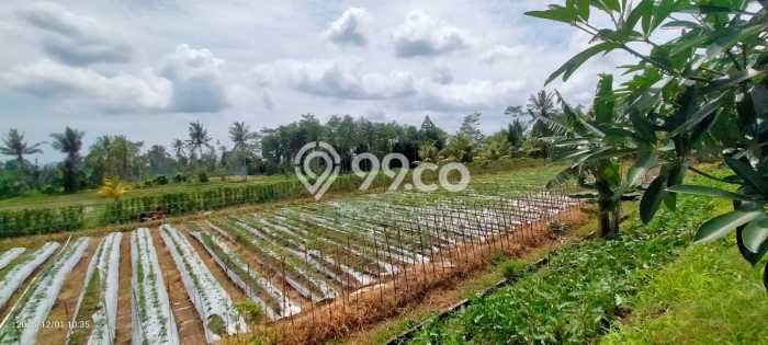 Komersial Dijual di Glagah Banyuwangi dengan LB 200m2 Komersial Dijual di Glagah Banyuwangi dengan LB 200m2