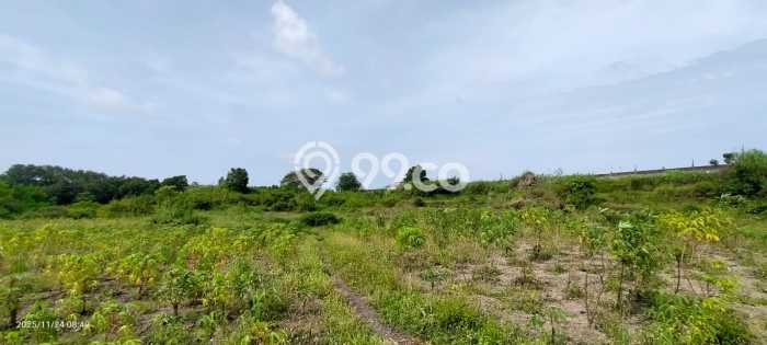 Tanah di Blimbingsari, Banyuwangi Luas 60000m2 Dijual Segera Tanah di Blimbingsari, Banyuwangi Luas 60000m2 Dijual Segera