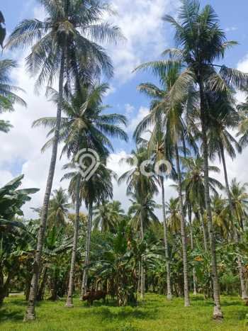 Untuk Dijual Tanah di Kabat Banyuwangi Luas 30000m2 SHM Untuk Dijual Tanah di Kabat Banyuwangi Luas 30000m2 SHM